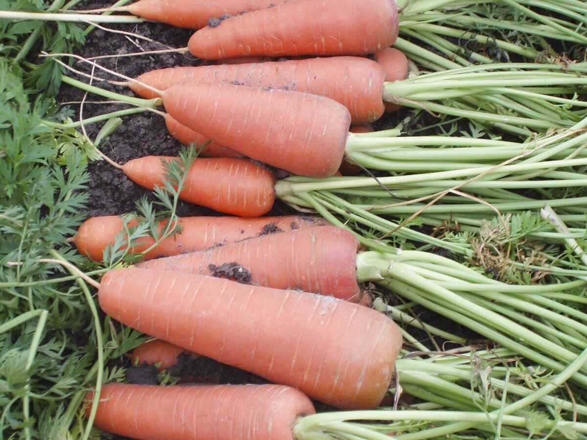 Лучшие сорта моркови для выращивания в открытом грунте: ранние, среднеспелые, поздние, урожайные, вкусные, для хранения, для посадки под зиму