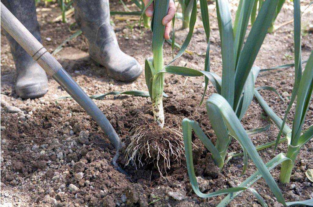 Как правильно выращивать лук-порей