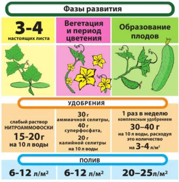 Азотные удобрения для огурцов: как подкормить азотом, виды подкормок и правила внесения удобрения