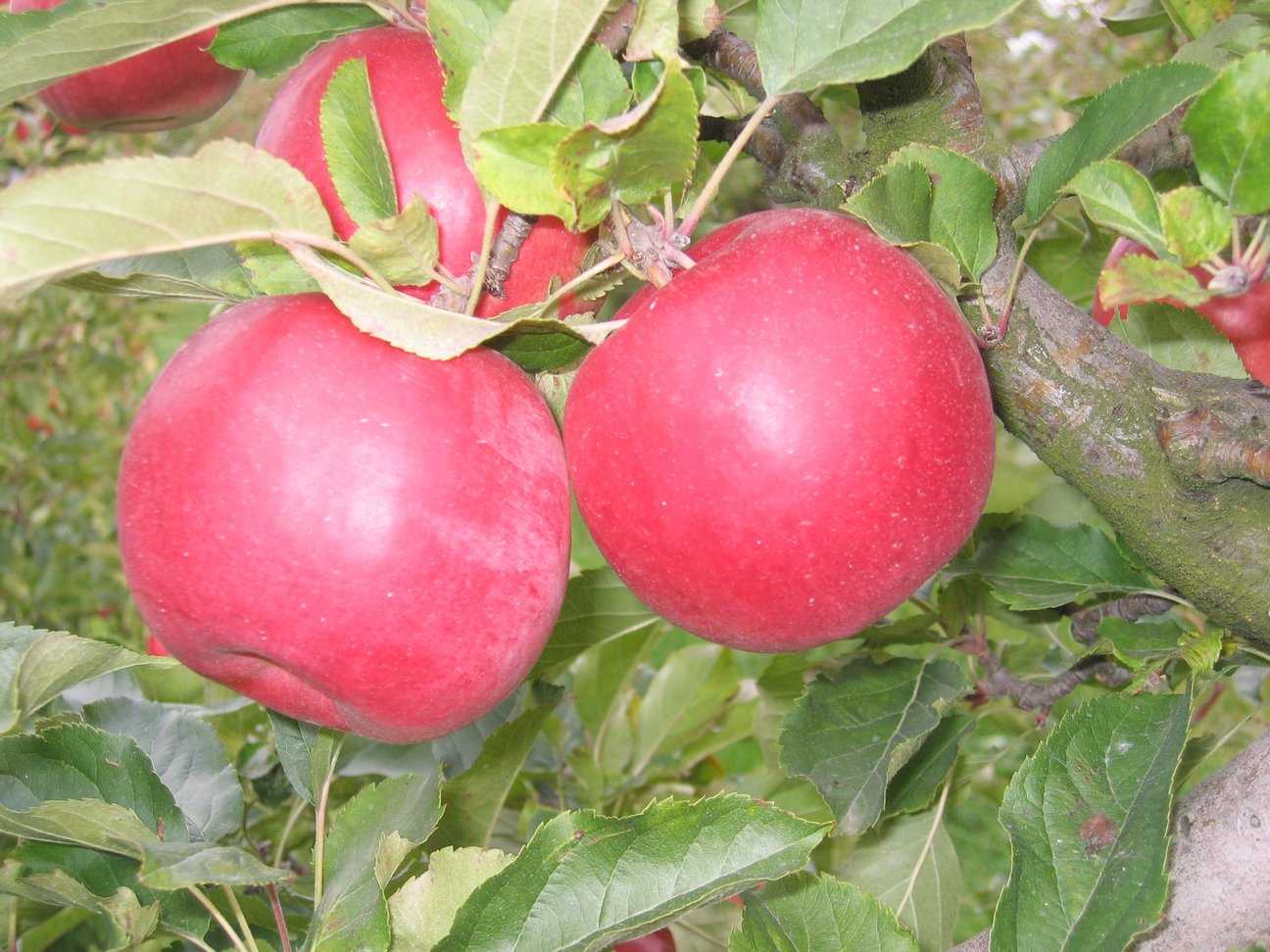 Сорт яблони айдаред- описание, фото, особенности выращивания и ухода