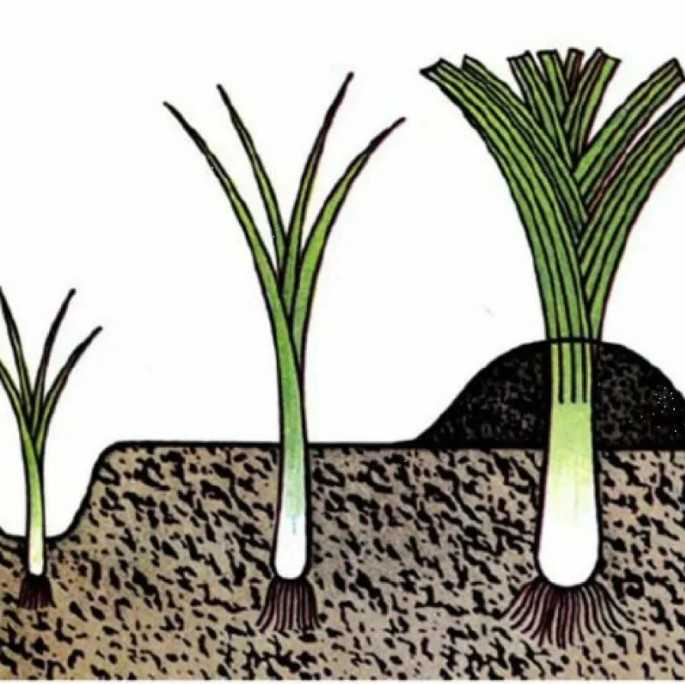 ✅ лук-порей: выращивание и уход, описание сорта, сбор и хранение урожая, фото