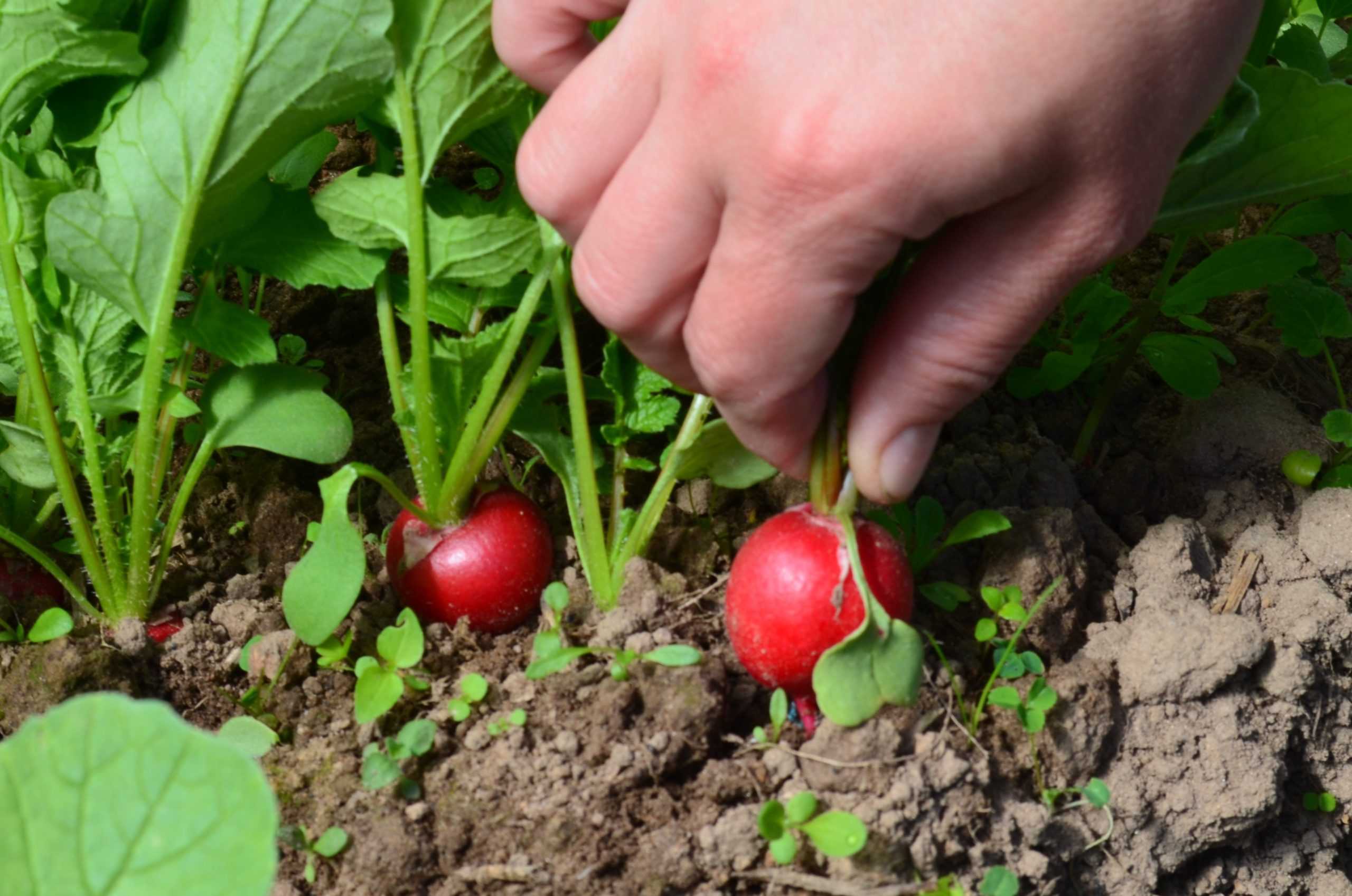 Редис – выращивание и уход в открытом грунте и домашних условиях