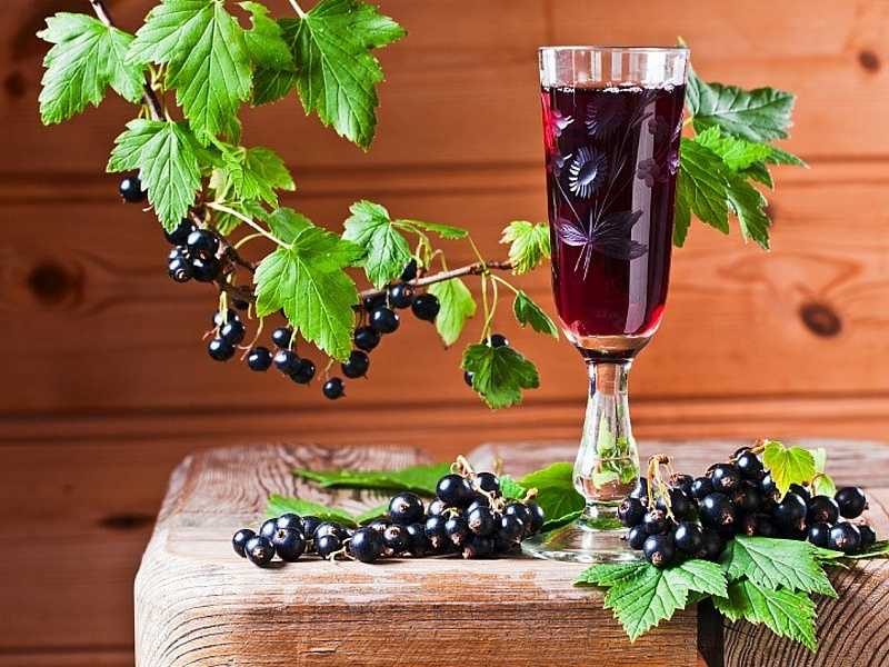 Рецепты вина из черной смородины, польза и вред для организма человека