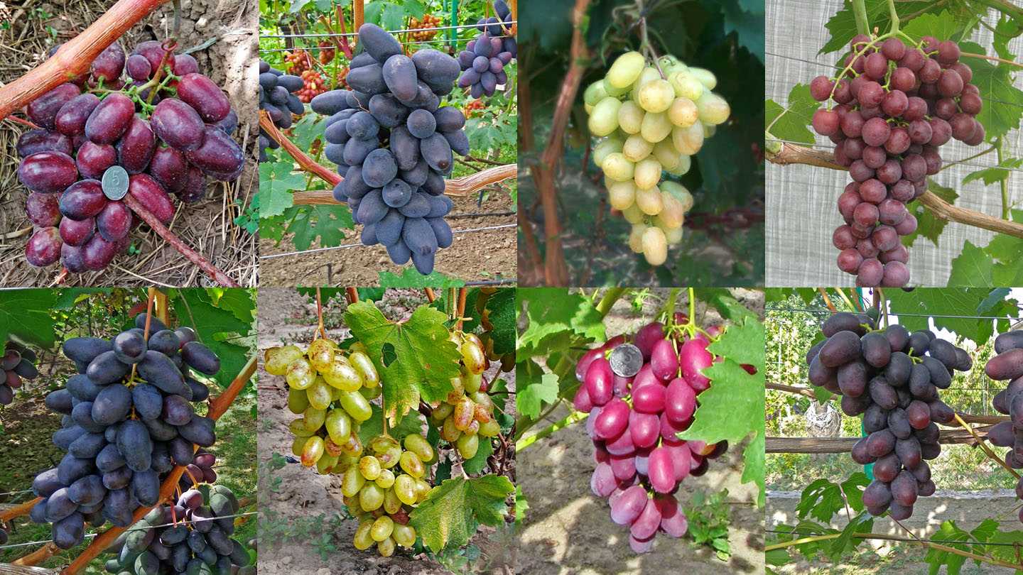 Виноград аркадия: описание сорта, характеристики, отзывы, посадка и уход