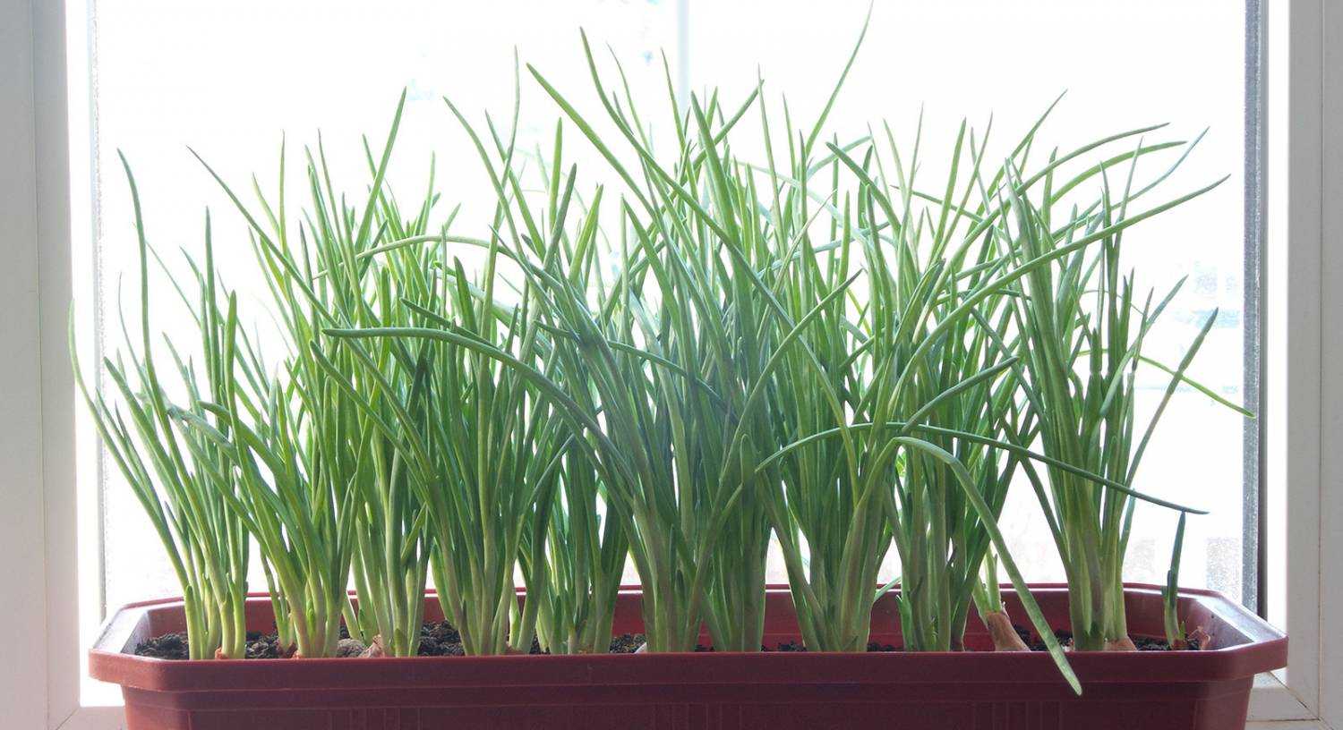 Зеленый лук на подоконнике: как посадить и вырастить дома в земле и без нее, можно ли создать условия в квартире зимой, какие сорта, кроме репчатого, подойдут?