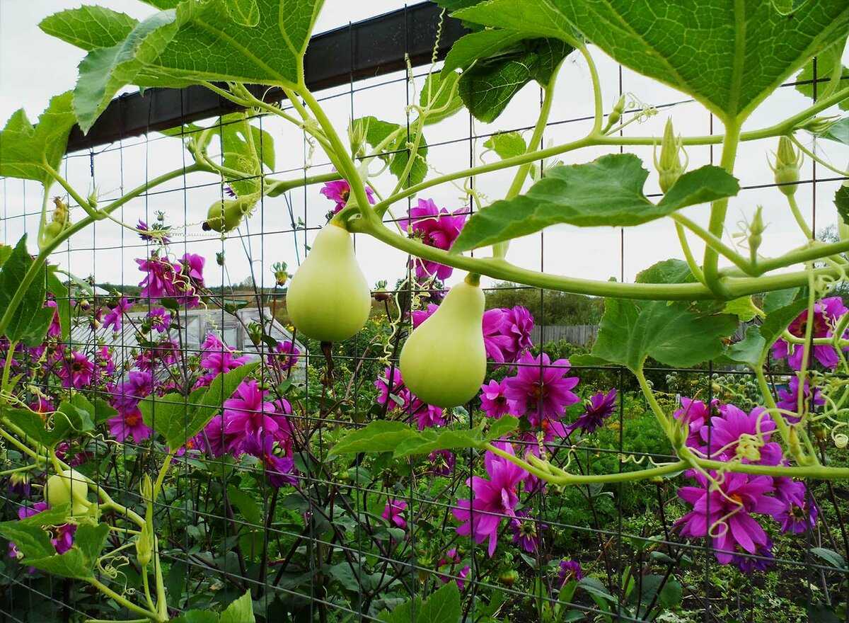 Декоративная тыква: особенности выращивания в саду и на балконе