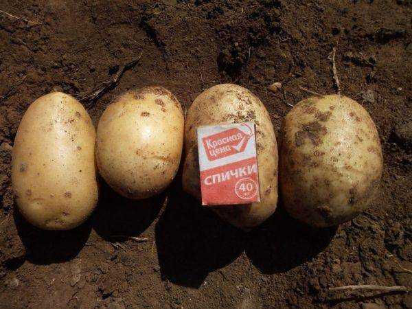 Картофель рамона: описание и характеристика голландского сорта, отзывы и правила выращивания