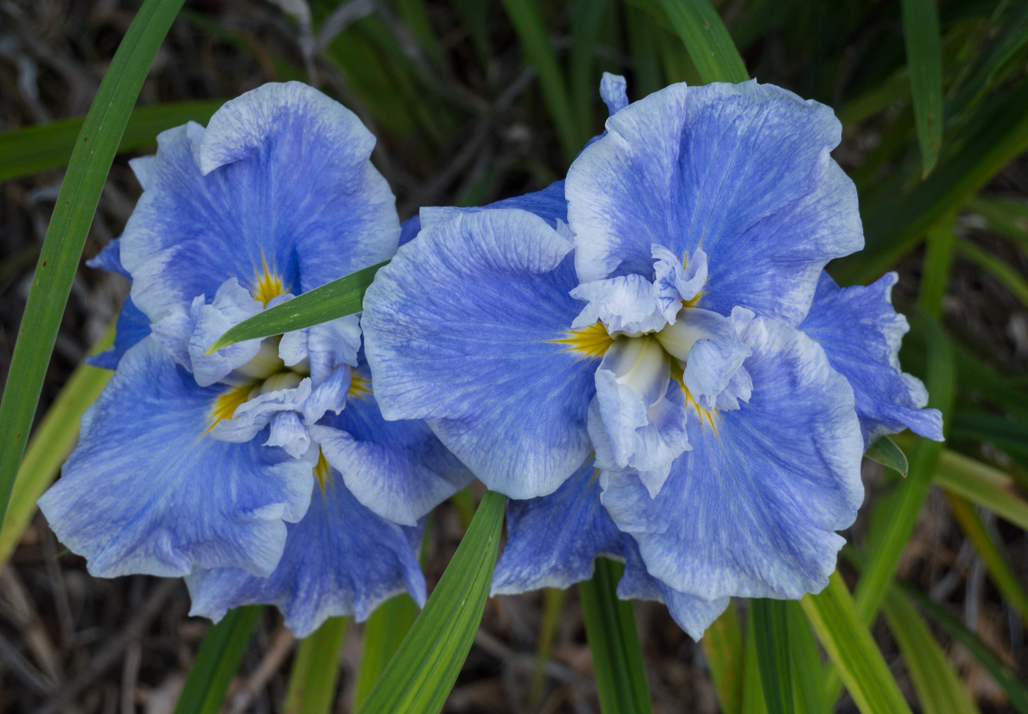 Ибирские ирисы: сорта синих, белых, голубых, желтых, махровых и фиолетовых цветов