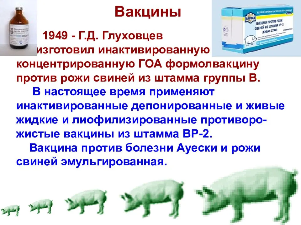Рожа у свиней симптомы и лечение