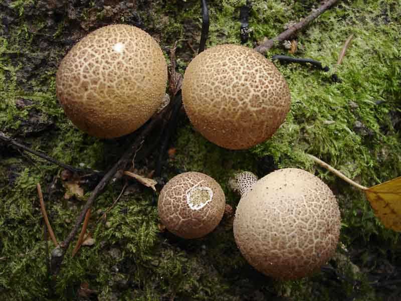 Дождевик грушевидный: фото. где растет гриб дождевик?