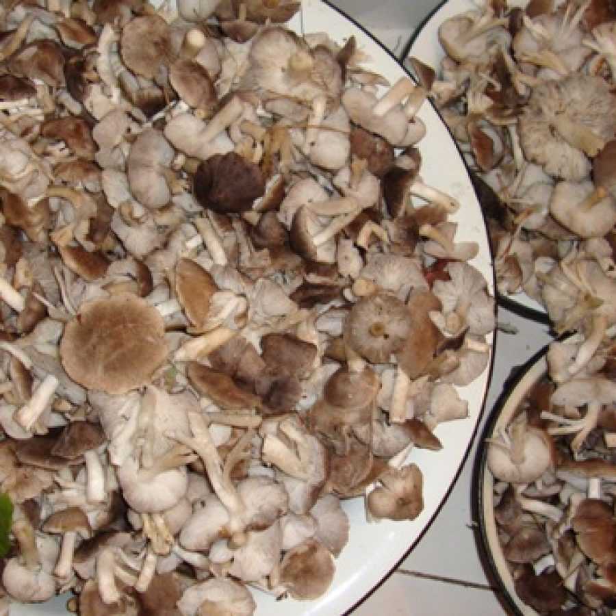 Рядовка серая как правильно готовить. рядовки маринованные: рецепты приготовления и полезные свойства грибов