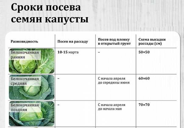 Пекинская капуста: выращивание и уход за пекинской капустой в открытом грунте