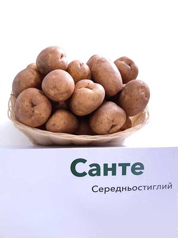 Описание сорта картофеля санте
