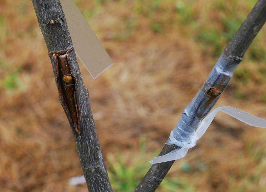 Прививка плодовых деревьев весной: как делать колировку деревьев своими руками