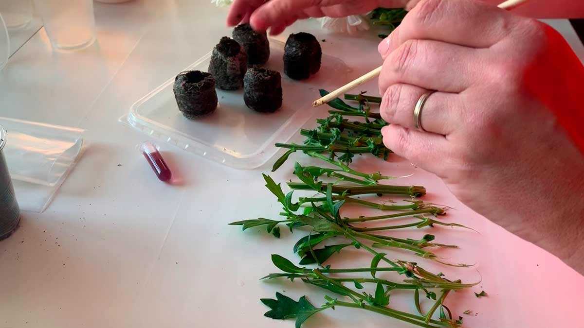 Как укоренить хризантему из букета осенью, зимой, весной в 2020 году