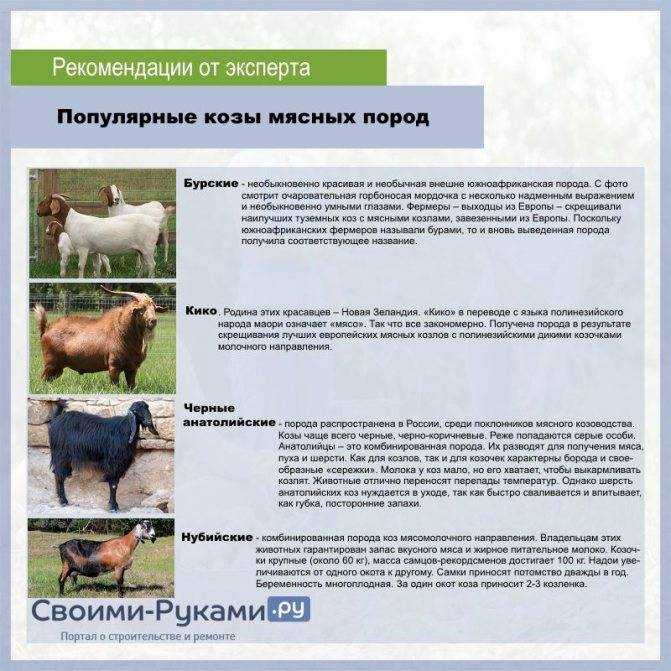 Козы молочные лучшие породы