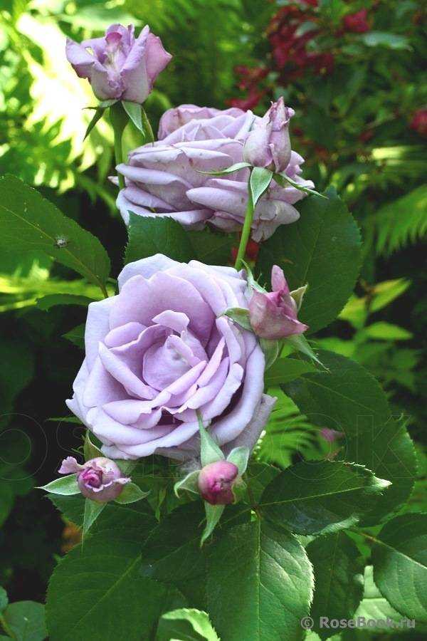 Плетистая роза индиголетта (indigoletta) — несложно вырастить и невозможно забыть