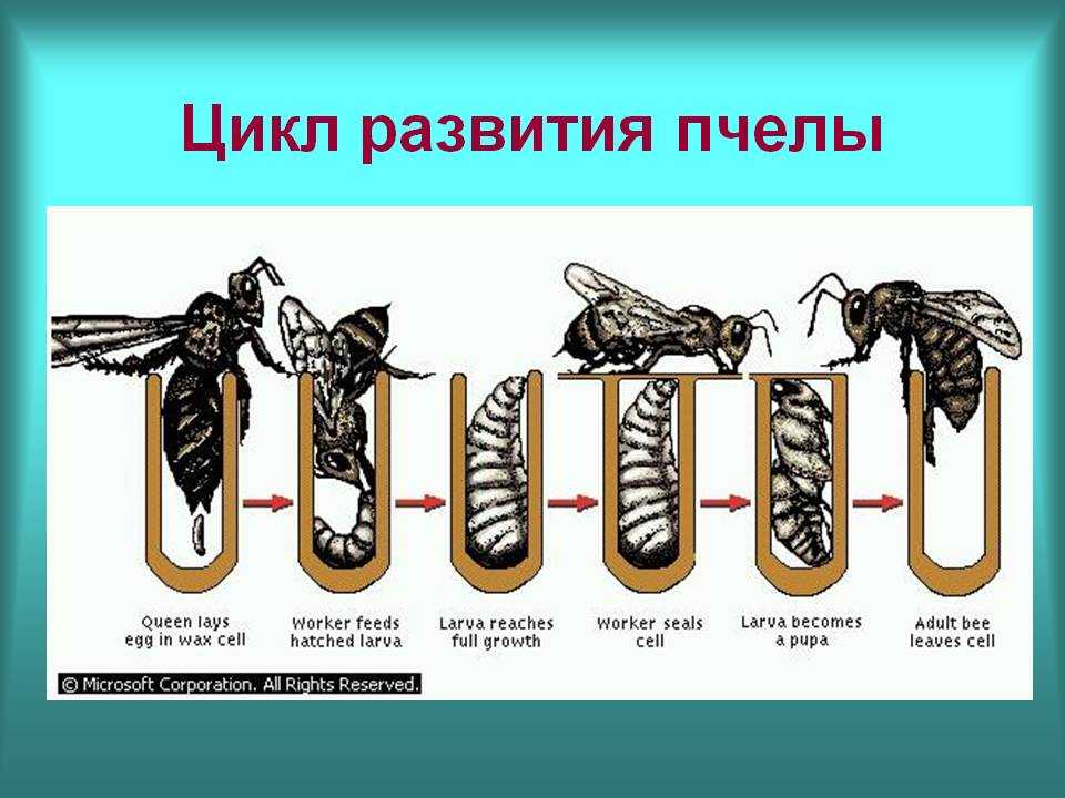 Цикл развития пчеломатки схема