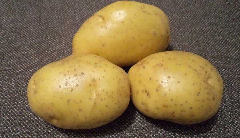 Картофель джувел: описание сорта и характеристика, урожайность, отзывы, фото