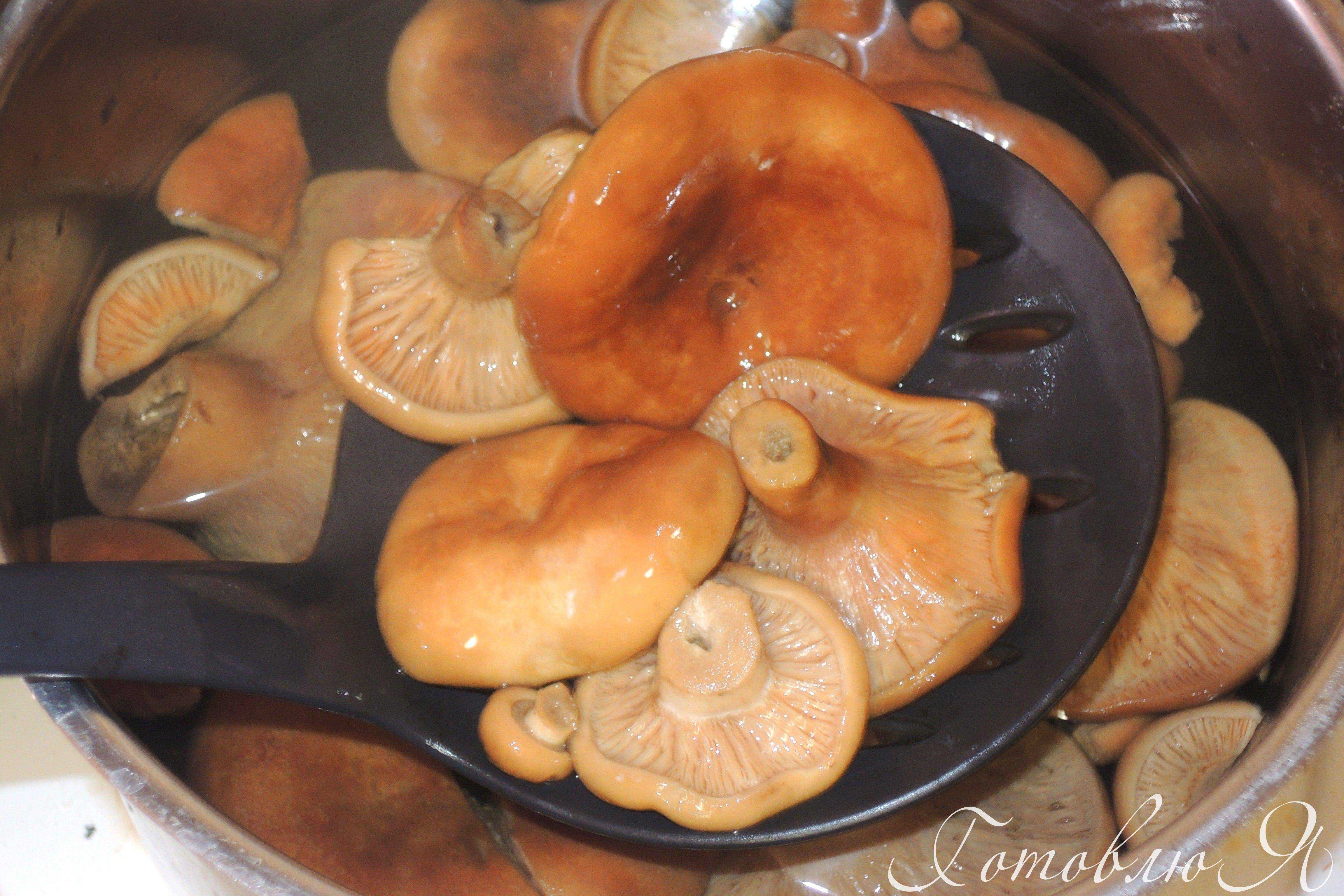 Сушка грибов: выбор и подготовка грибов, способы сушки