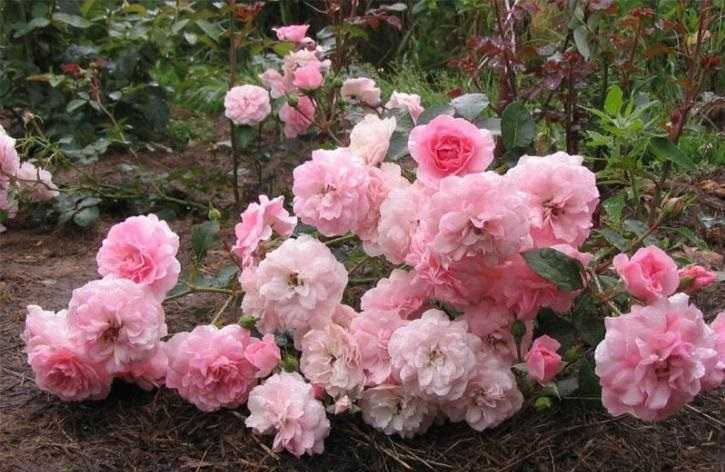 Полиантовые розы: что это такое, чем отличаются от миниатюрных, фото