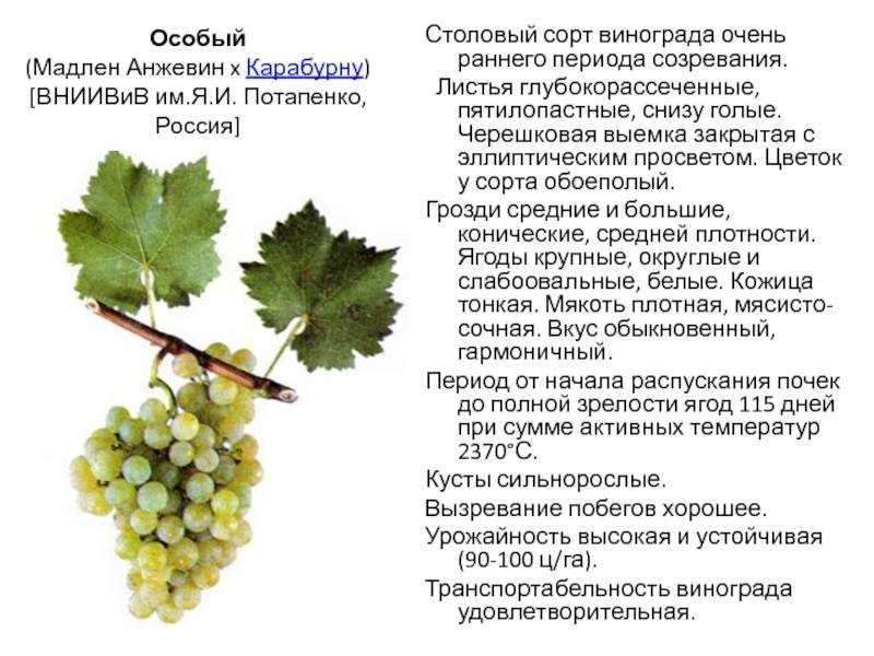 Виноград алекса: характеристика и описание сорта, особенности ухода и выращивания, фото, видео