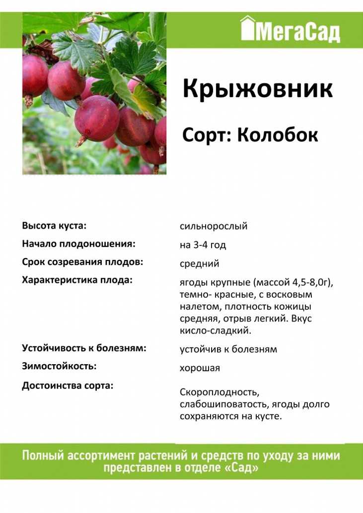 Крыжовник юбиляр: описание сорта, характеристика кустов и вкусовых качеств ягод, отзывы садоводов о выращивании