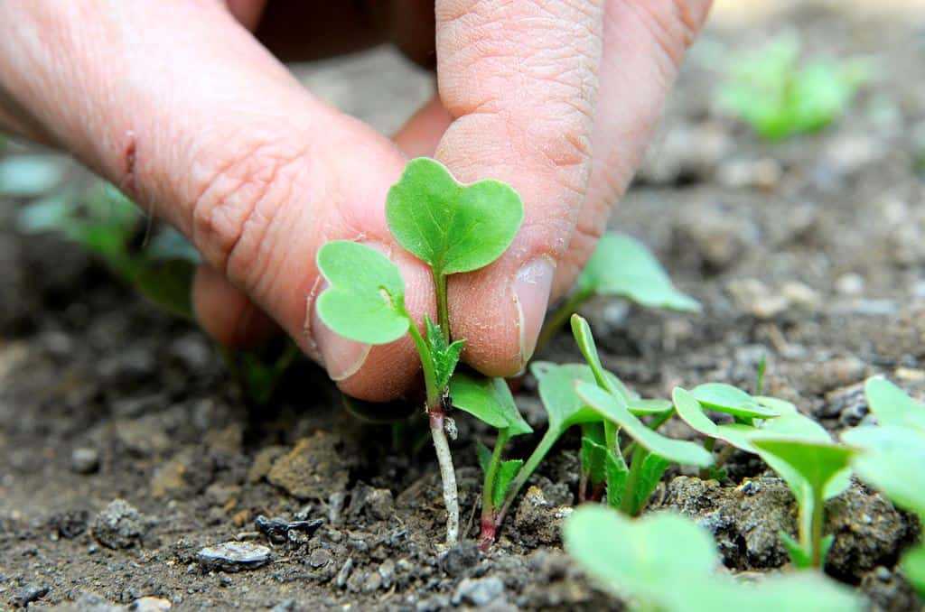 Выращивание редиса в открытом грунте: сроки, правила, уход