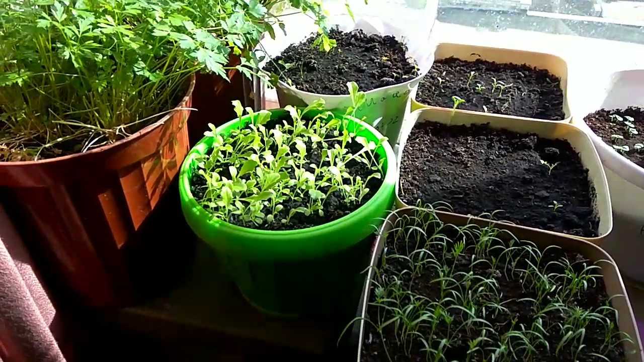 Посадка шпината в 2021 году: когда сеять, выращивание через рассаду, уход