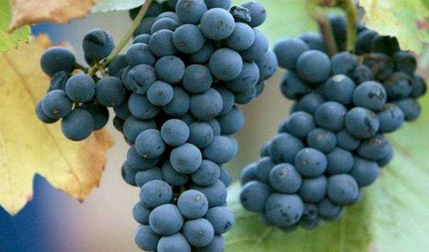 Виноград пино нуар: описание и особенности сорта, посадка и уход, размножение