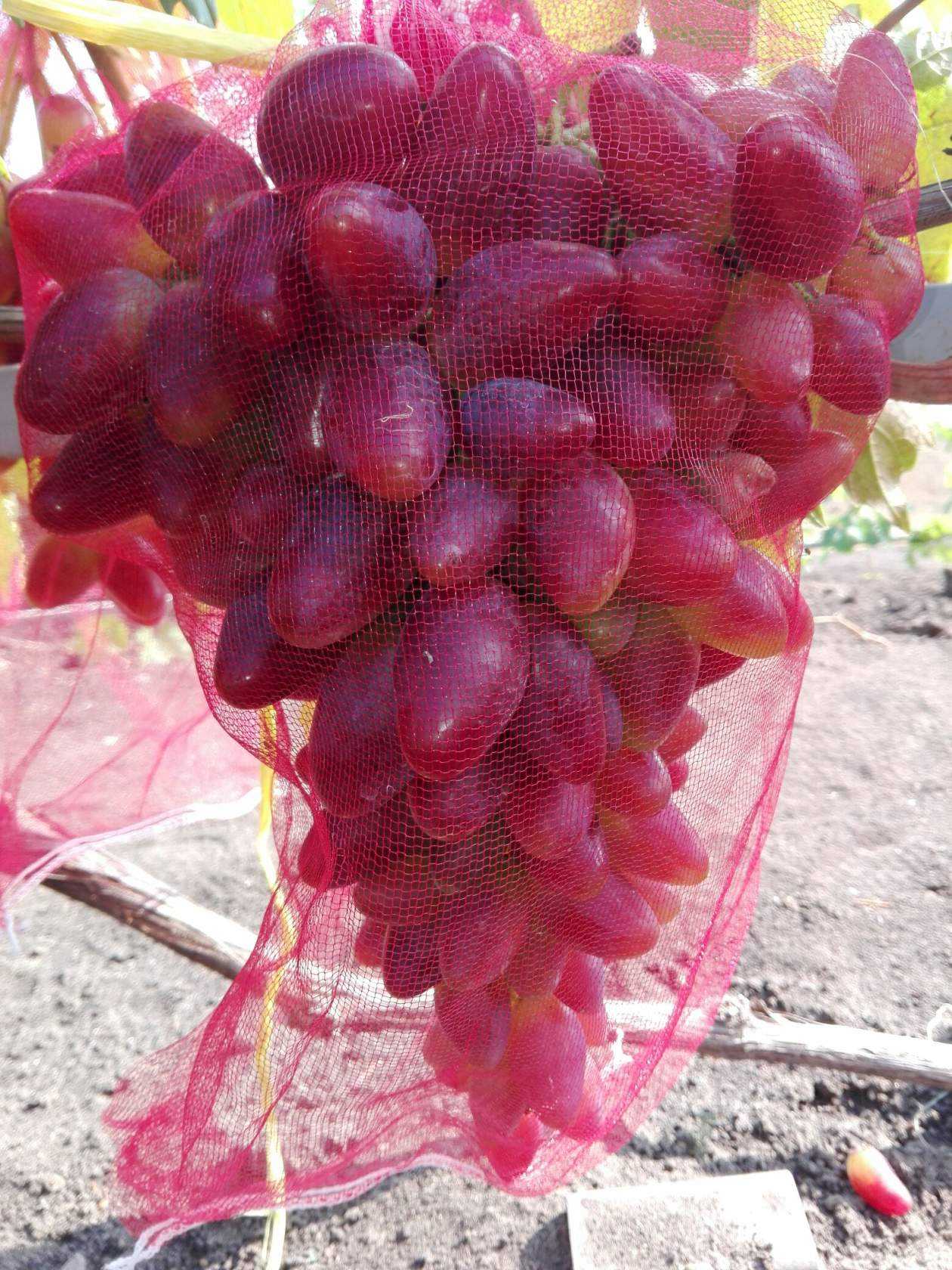 Дубовский красный — гибридная форма винограда