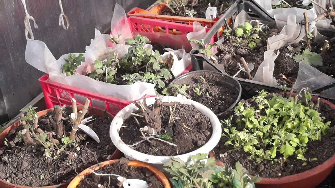 Выращивание хризантем: посадка весной в открытый грунт и уход