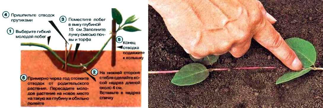 Кустраники барабарисы: посадка и уход за декоративными видами в домашних условиях