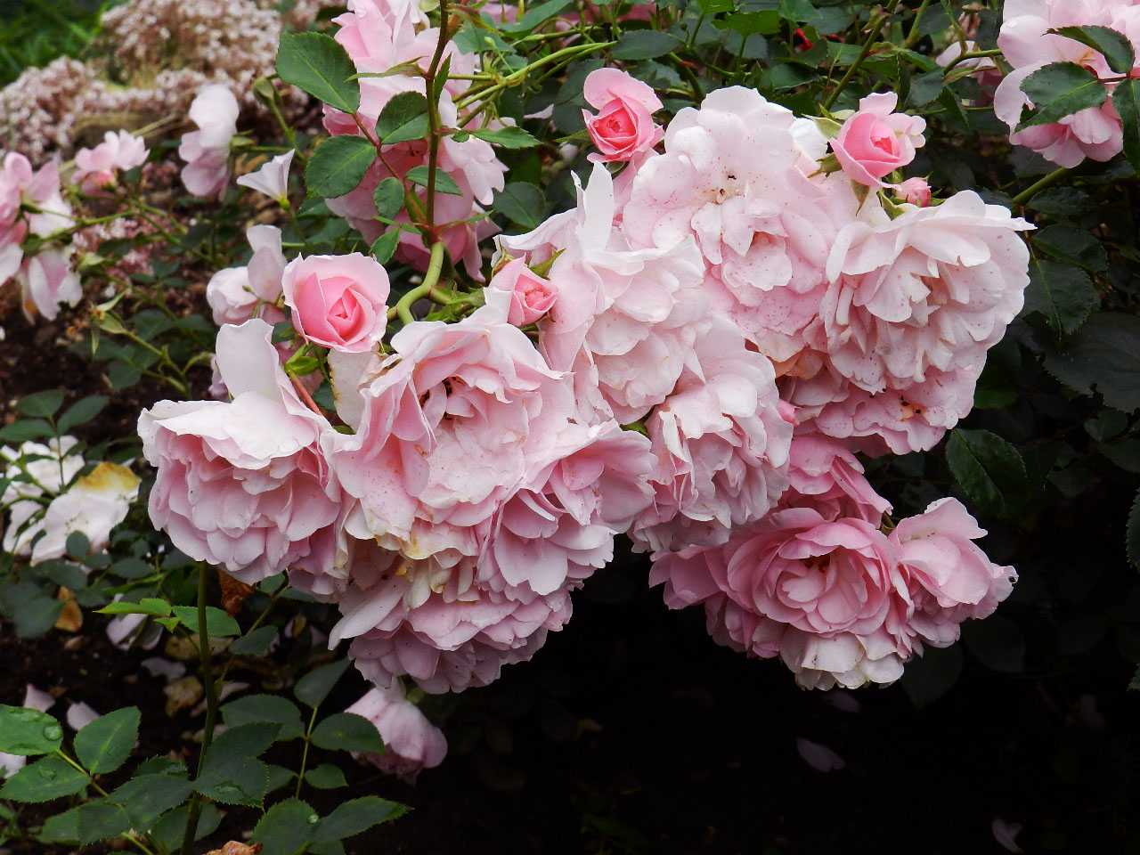 Роза леонардо да винчи: фото и описание, рекомендации по выращиванию, применение в декоре сада, отзывы