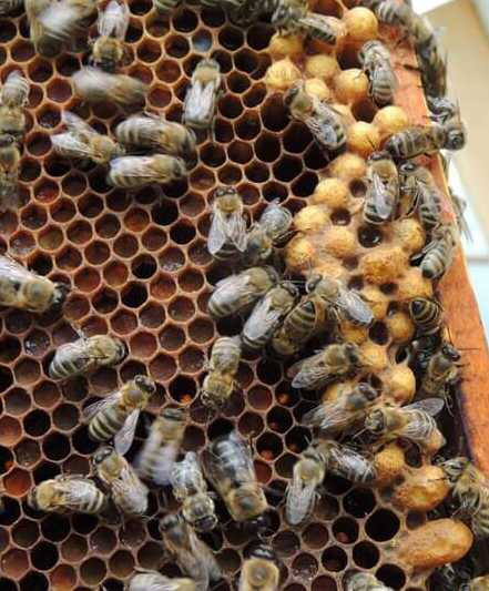 Пчела трутовка: как определить и исправить семью трутовку