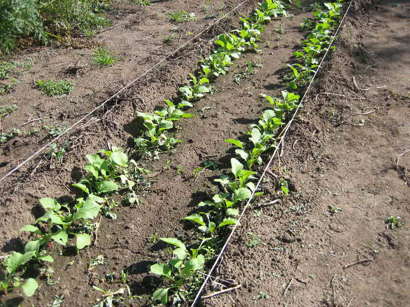 Выращивание дайкона: сорта, сроки посадки, агротехника, сбор урожая