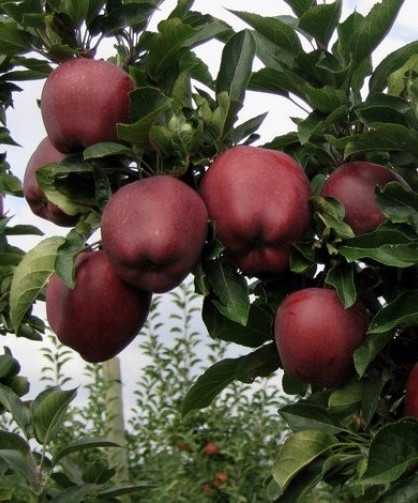 Яблоня ред чиф: сортовые характеристики и особенности выращивания