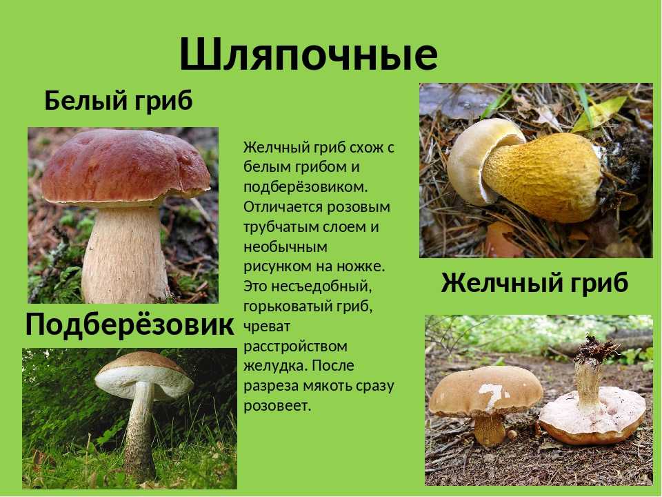 Желчный гриб какой. Горчак, ложный белый гриб. Ложный Боровик белый гриб. Ложный Боровик, желчный гриб. Белый гриб желчный гриб ложный белый.