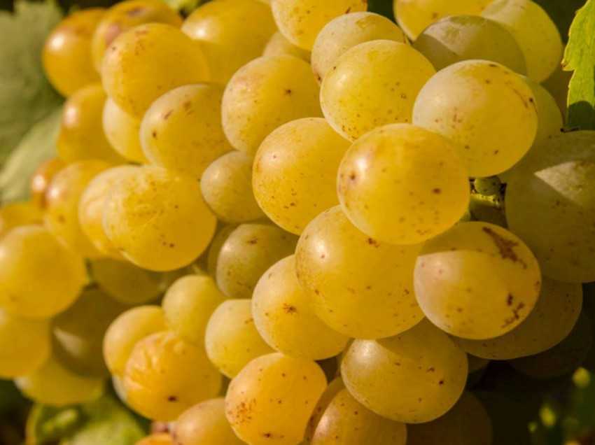 Описание и характеристики сорта винограда «сенсация»