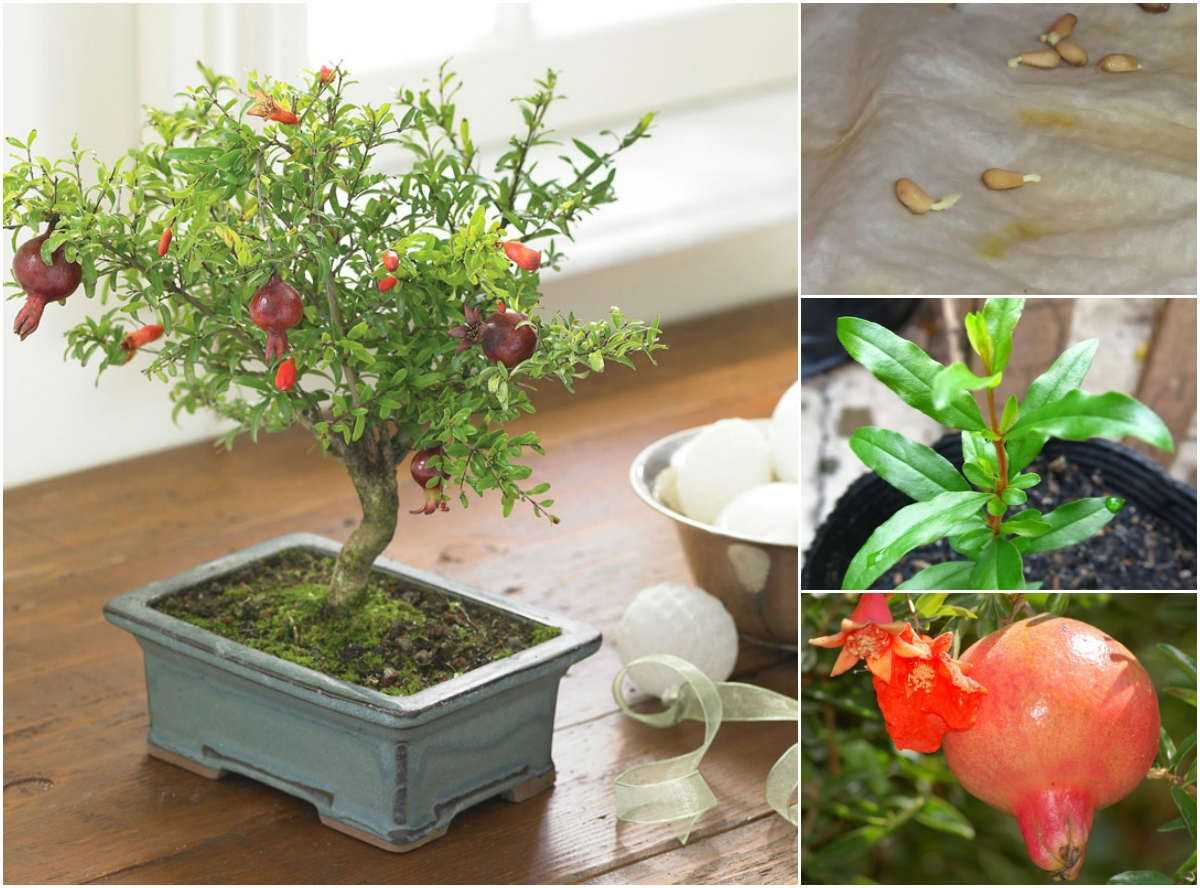 Гранат карликовый карфаген: выращивание из семян в домашних условиях и уход