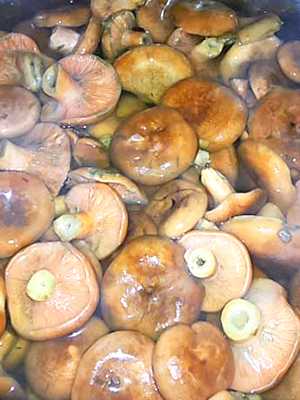 Почему соленые грибы кислят