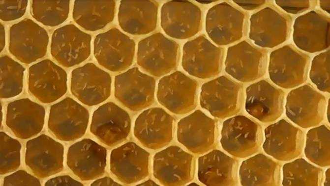 Как появляются трутовки в пчелиной семье