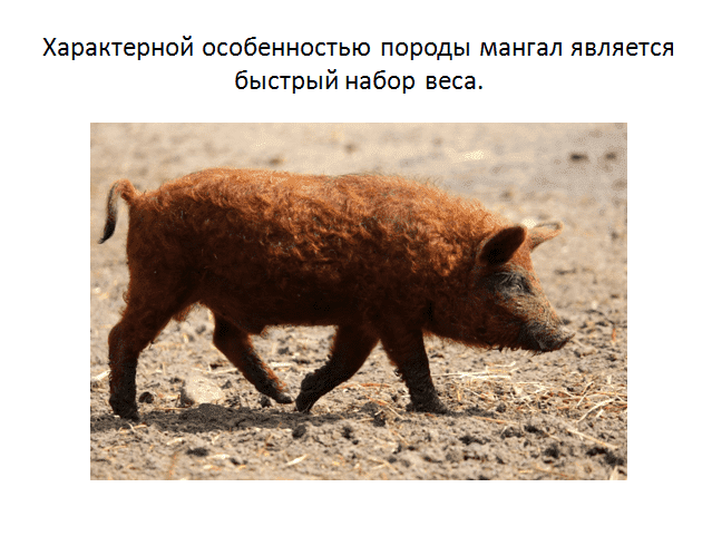 Венгерская мангалица отзывы 2021