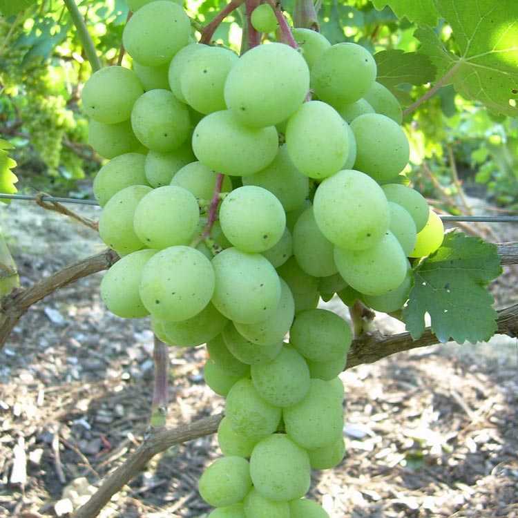 История селекции винограда Белое чудо, достоинства и недостатки сорта, правила посадки и ухода, отзывы опытных виноградарей