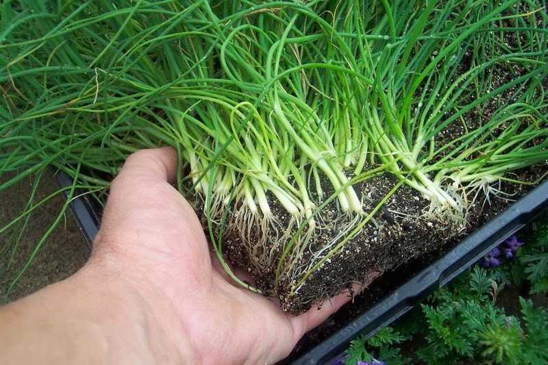 Как вырастить шнитт-лук на подоконнике —  советы от опытных садоводов