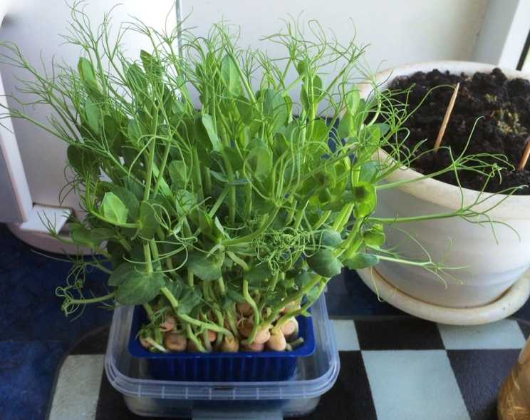 Выращивание гороха в домашних условиях - сорта и все необходимое для посадки, особенности ухода