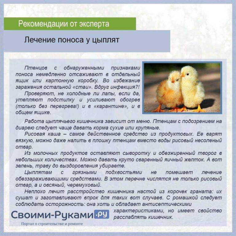 Кровавый понос у цыплят: профилактика и способы лечения