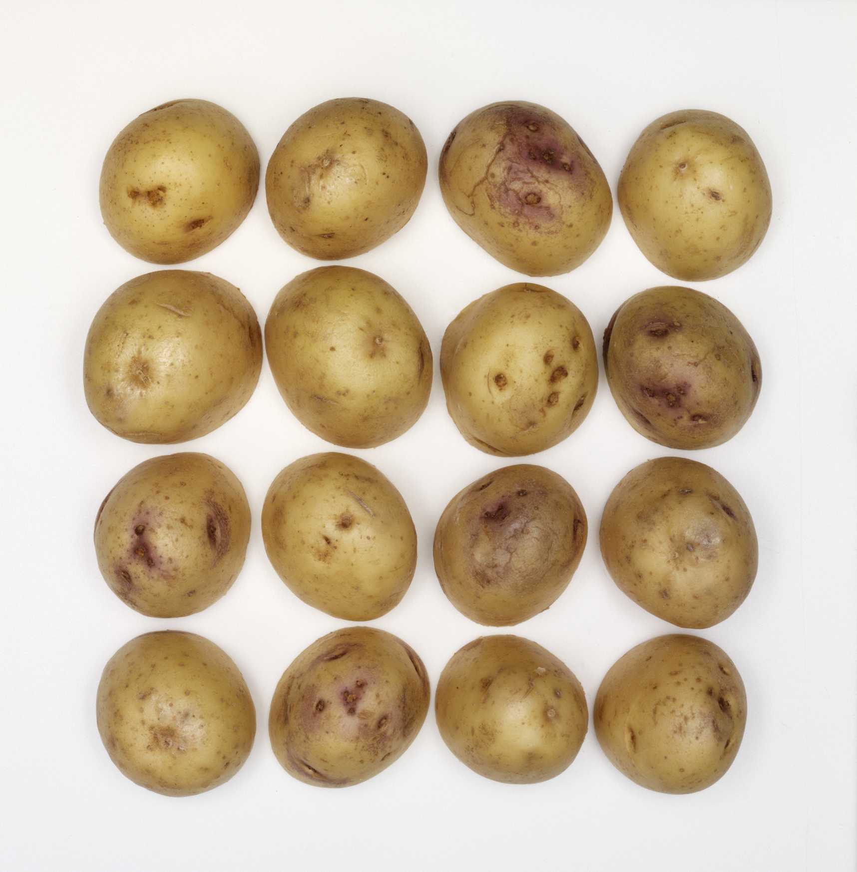 Колобок картофель характеристика. Картофель семенной Синеглазка. Картофель семенной Колобок. Сорт картофеля Синеглазка. Семенной картофель сорт Колобок.