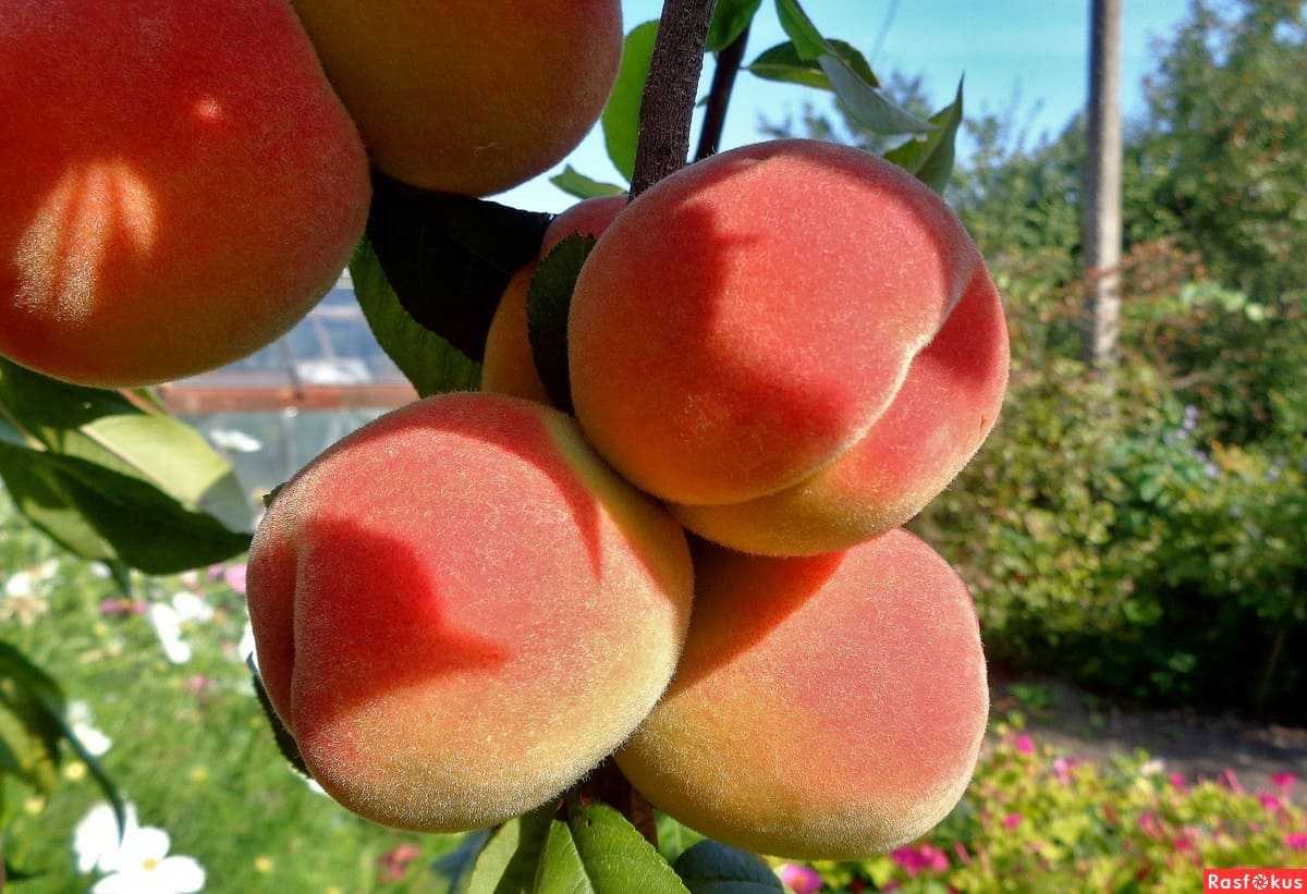 Тонкости выращивания колоновидного персика