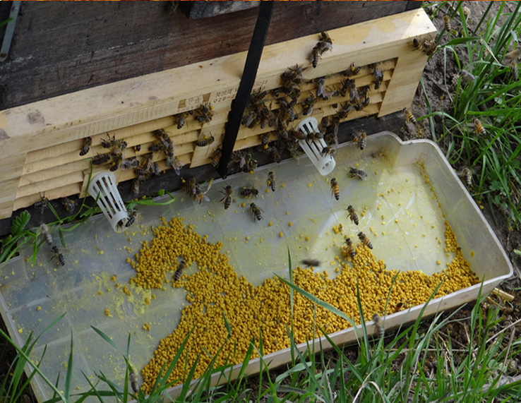 Сохранить пчел. Пчелиная пыльца в улье. Пчелиная пыльца сбор сбор. Сбор пыльцы с улья. Приспособление для пасеки.